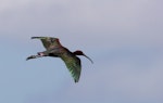 Glossy ibis. Adult in flight. Western Treatment Plant, Werribee, Victoria, Australia. Image © Sonja Ross by Sonja Ross.