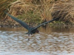 Glossy ibis. Adult taking flight. Travis Wetland, Christchurch, August 2014. Image © Donald Searles by Donald Searles.