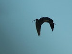 Glossy ibis. Silhouette, in flight. Travis Wetland, Christchurch, August 2014. Image © Donald Searles by Donald Searles.