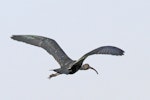 Glossy ibis. Adult in flight. Northern Territory, Australia, July 2012. Image © Dick Porter by Dick Porter.