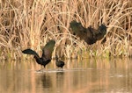 Glossy ibis. Wing plumage variations in adults. Parsons wetland, Wairau Lagoons, Marlborough, August 2015. Image © Will Parsons by Will Parsons.