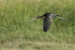 Glossy ibis. Adult in flight. Western Treatment Plant, Werribee, Victoria, January 2019. Image © Tim Van Leeuwen 2019 birdlifephotography.org.au by Tim Van Leeuwen.