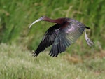 Glossy ibis. Adult in flight. Western Treatment Plant, Werribee, Victoria, January 2019. Image © Con Duyvestyn 2019 birdlifephotography.org.au by Con Duyvestyn.