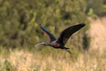 Glossy ibis. Adult in flight. Ballina, New South Wales, July 2018. Image © Bruce McNaughton 2018 birdlifephotography.org.au by Bruce McNaughton.