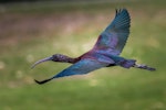 Glossy ibis. Adult in flight. Gold Coast, Queensland, August 2016. Image © Harry Charalambous 2016 birdlifephotography.org.au by Harry Charalambous.