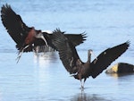 Glossy ibis. Adult birds landing. Opawa River, Blenheim, July 2011. Image © Will Parsons by Will Parsons.