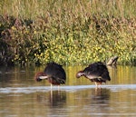 Glossy ibis. Two adults preening. Parsons wetland, Wairau Lagoons, Marlborough, December 2011. Image © Will Parsons by Will Parsons.