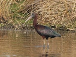 Glossy ibis. Adult. Travis Wetland, Christchurch, August 2014. Image © Donald Searles by Donald Searles.