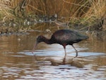 Glossy ibis. Adult. Travis Wetland, Christchurch, August 2014. Image © Donald Searles by Donald Searles.