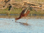 Glossy ibis. Adult bird feeding on one leg. Travis Wetland, Christchurch, August 2014. Image © Donald Searles by Donald Searles.