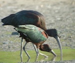 Glossy ibis. Breeding plumage. Ohiwa Harbour, April 2012. Image © Tim Barnard by Tim Barnard.