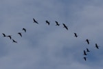 Glossy ibis. Flock in flight. Foxton Beach, April 2017. Image © Imogen Warren by Imogen Warren.