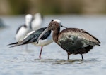 Glossy ibis. Nonbreeding adult (with pied stilts behind). Manawatu River estuary, February 2022. Image © Roger Smith by Roger Smith.