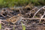 Japanese snipe. Adult. Lake Rotokaeo, Hamilton, November 2005. Image © Neil Fitzgerald by Neil Fitzgerald.