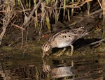 Japanese snipe. Feeding bird. Portland, Victoria, Australia, January 2010. Image © Sonja Ross by Sonja Ross.