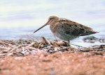 Japanese snipe. Adult. Manawatu River estuary, October 2000. Image © Alex Scott by Alex Scott.