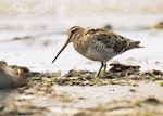 Japanese snipe. Adult. Manawatu River estuary, December 2000. Image © Alex Scott by Alex Scott.