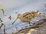 Japanese snipe. Adult (probable Japanese snipe). Hasties Swamp, North Queensland, October 2014. Image © Ray Pierce by Ray Pierce.