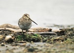 Japanese snipe. Adult. Manawatu River estuary, December 1999. Image © Alex Scott by Alex Scott.