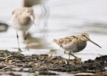 Japanese snipe. Adult. Manawatu River estuary, December 2000. Image © Alex Scott by Alex Scott.