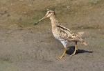 Japanese snipe. Adult. Laratinga Wetlands, South Australia, March 2017. Image © John Fennell by John Fennell.