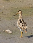 Japanese snipe. Adult. Laratinga Wetlands, South Australia, March 2017. Image © John Fennell by John Fennell.