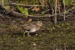 Japanese snipe. Adult. Buckley's Hole, Bribie Island, Queensland, January 2018. Image © Oscar Thomas by Oscar Thomas.