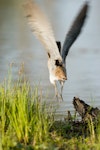 Japanese snipe. Adult taking flight. Lake Rotokaeo, Hamilton, November 2005. Image © Neil Fitzgerald by Neil Fitzgerald.