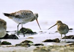 Japanese snipe. Adult (bar-tailed godwit on left). Manawatu River estuary, October 2000. Image © Alex Scott by Alex Scott.