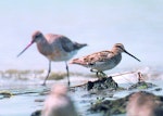 Japanese snipe. Adult in front of bar-tailed godwit. Manawatu River estuary, October 2000. Image © Alex Scott by Alex Scott.