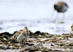 Japanese snipe. Adult (bar-tailed godwit in background). Manawatu River estuary, October 2000. Image © Alex Scott by Alex Scott.