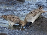 Japanese snipe. Adult pair busily feeding. Jerrabomberra Wetlands, Canberra, ACT, Australia, March 2019. Image © R.M. by R.M..