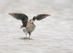 Japanese snipe. Adult with wings raised. Manawatu River estuary, December 1999. Image © Alex Scott by Alex Scott.