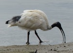 White ibis. Adult in non-breeding plumage feeding. Cairns, Queensland, Australia, July 2013. Image © Alan Tennyson by Alan Tennyson.