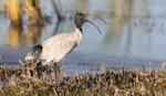 White ibis. Adult calling. Tolderol Game Reserve, South Australia, April 2019. Image © David Newell 2019 birdlifephotography.org.au by David Newell.