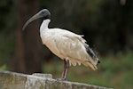 White ibis. Adult perched on fence. Sydney, New South Wales, Australia, December 2012. Image © Duncan Watson by Duncan Watson.