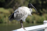 White ibis. Adult in breeding plumage. Cairns, Queensland, December 2016. Image © Imogen Warren by Imogen Warren.