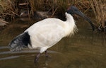 White ibis. Adult in breeding plumage. Canberra, August 2016. Image © RM by RM.