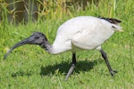 White ibis. Juvenile begging. Cairns, Queensland, December 2016. Image © Imogen Warren by Imogen Warren.