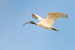 White ibis. Adult in flight showing bare skin patch on underwing. Hervey Bay, Queensland, Australia, September 2010. Image © Tony Whitehead by Tony Whitehead.