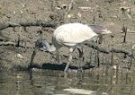 White ibis. Juvenile foraging. Wolli Creek, Sydney, March 2019. Image © Alan Tennyson by Alan Tennyson.