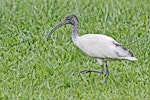 White ibis. Juvenile. Queensland, Australia, September 2010. Image © Dick Porter by Dick Porter.