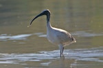 White ibis. Juvenile. Causeway, Kinka Beach, Queensland. Image © Noel Knight by Noel Knight.