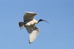 White ibis. Adult in flight. Jells Park, Glen Waverley, Victoria, September 2019. Image © Ray Fox 2019 birdlifephotography.org.au by Ray Fox.