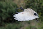 White ibis. Adult in breeding condition in flight. Toowoomba, Queensland, September 2017. Image © Tim Van Leeuwen 2017 birdlifephotography.org.au by Tim Van Leeuwen.