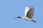 White ibis. Adult in flight. Western Treatment Plant, Werribee, Victoria, February 2015. Image © Ian Wilson 2015 birdlifephotography.org.au by Ian Wilson.