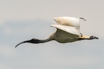 White ibis. Adult in flight. Western Treatment Plant, Werribee, Victoria, December 2017. Image © Byron Chin by Byron Chin.