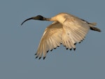 White ibis. Adult in flight. Braeside Reserve, Victoria, January 2017. Image © Tim Van Leeuwen 2017 birdlifephotography.org.au by Tim Van Leeuwen.