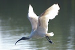 White ibis. Juvenile in flight. Causeway, Kinka Beach, Queensland. Image © Noel Knight by Noel Knight.