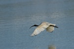 White ibis. Juvenile in flight. Causeway, Kinka Beach, Queensland. Image © Noel Knight by Noel Knight.